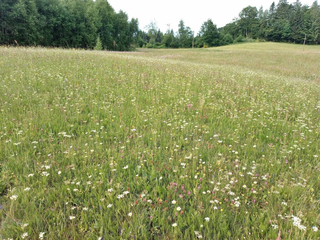 Photo d'une prairie du type Meo-Festucetum (année de prise de vue : 2022)