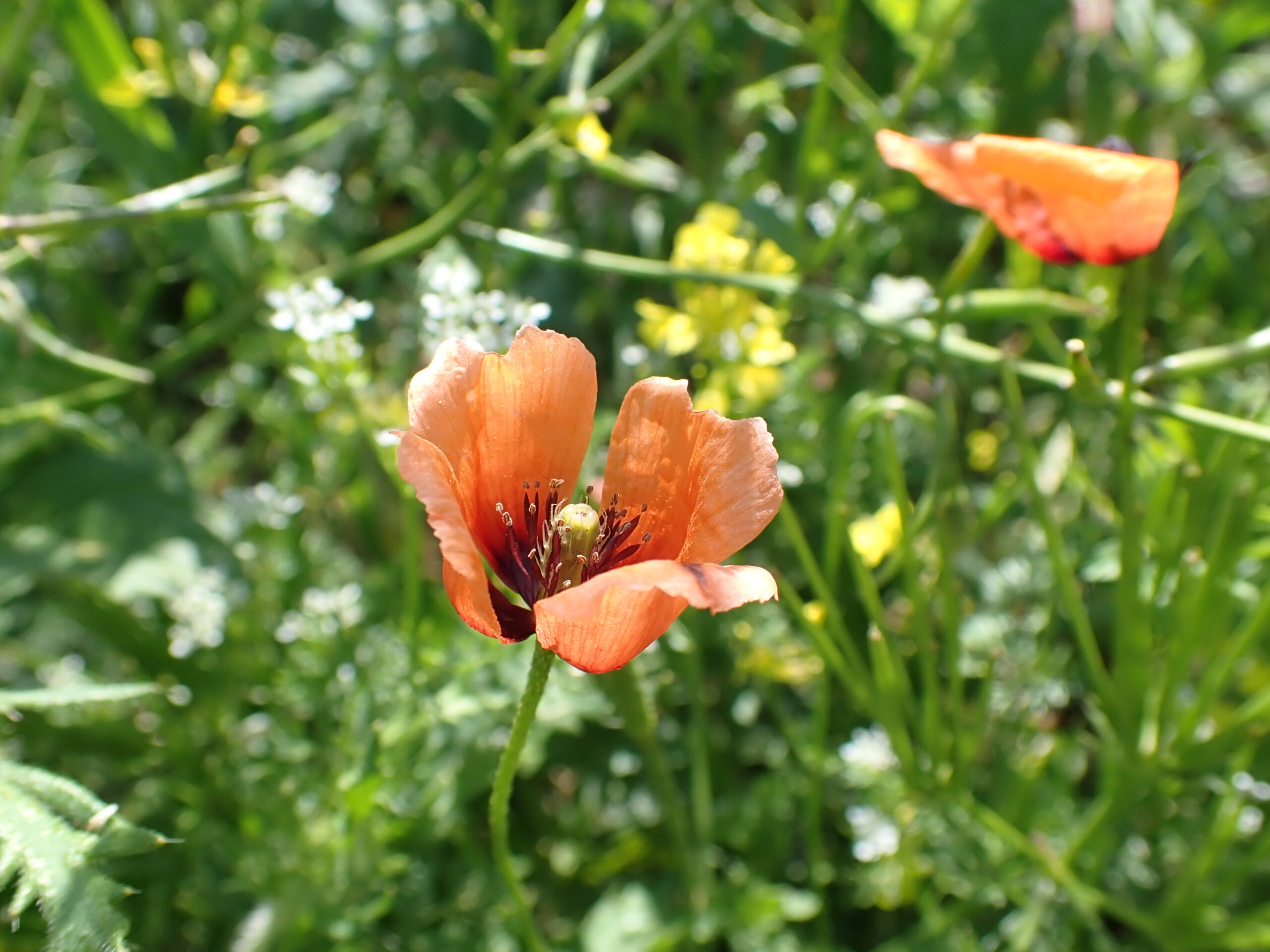 Photo en gros plan d'un individu de Papaver argemone