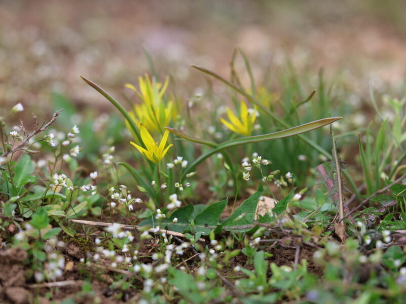 C’est le printemps !