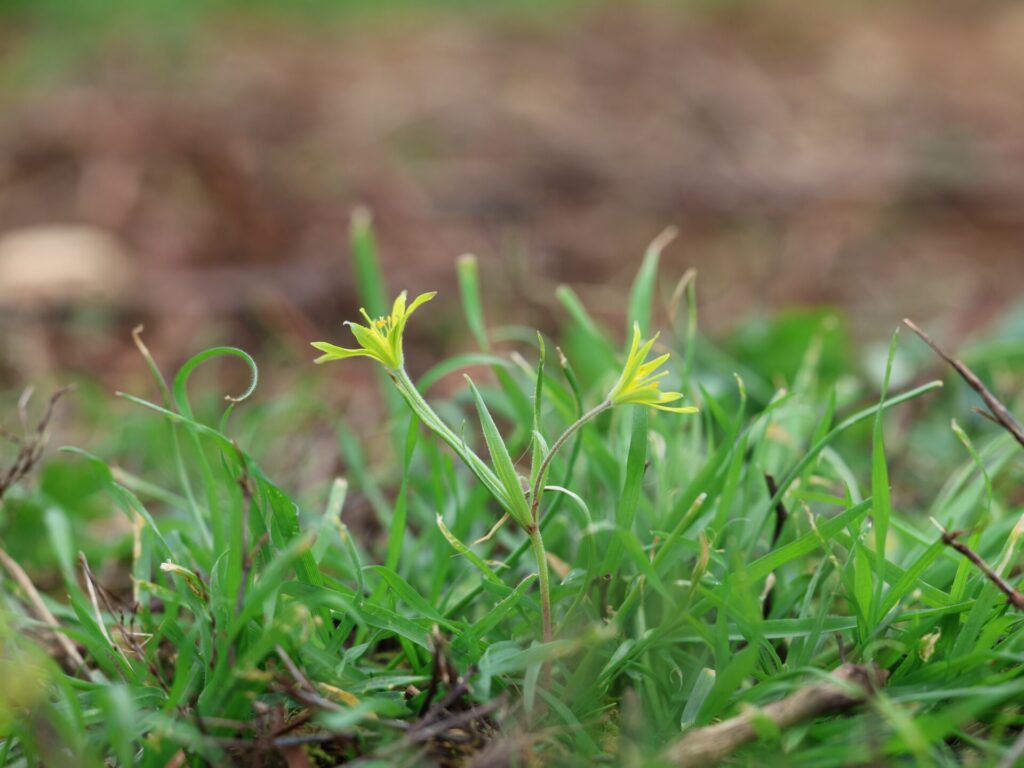 Gros plan sur quelques individus de Gagea villosa, dans le vignoble