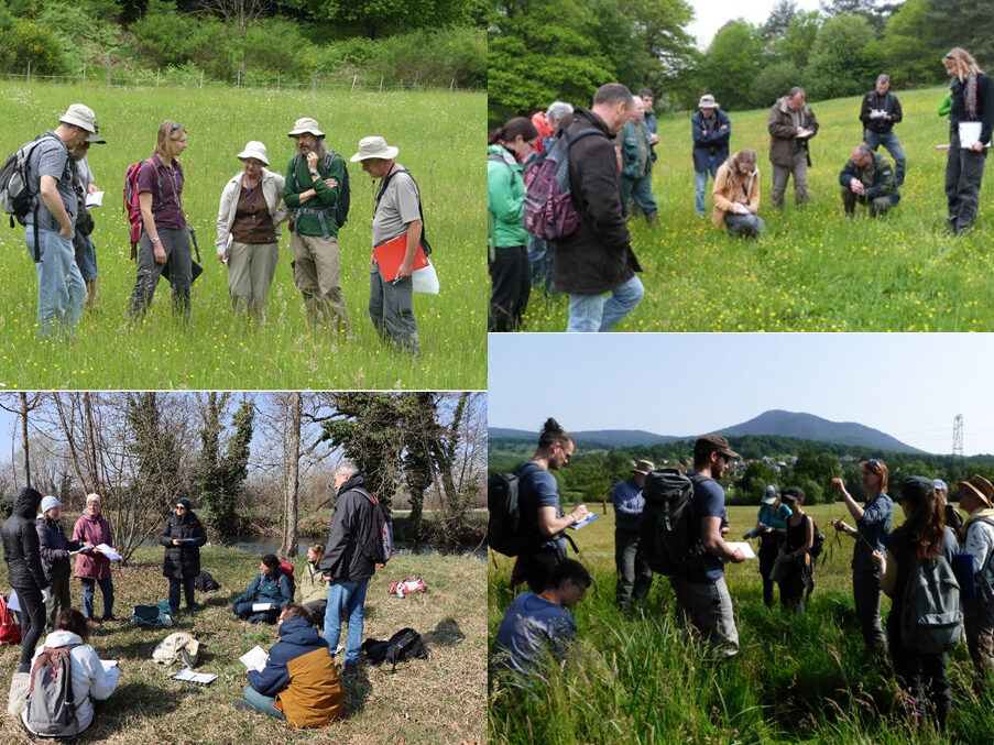 Inventaire participatif par mailles de la flore d’Alsace