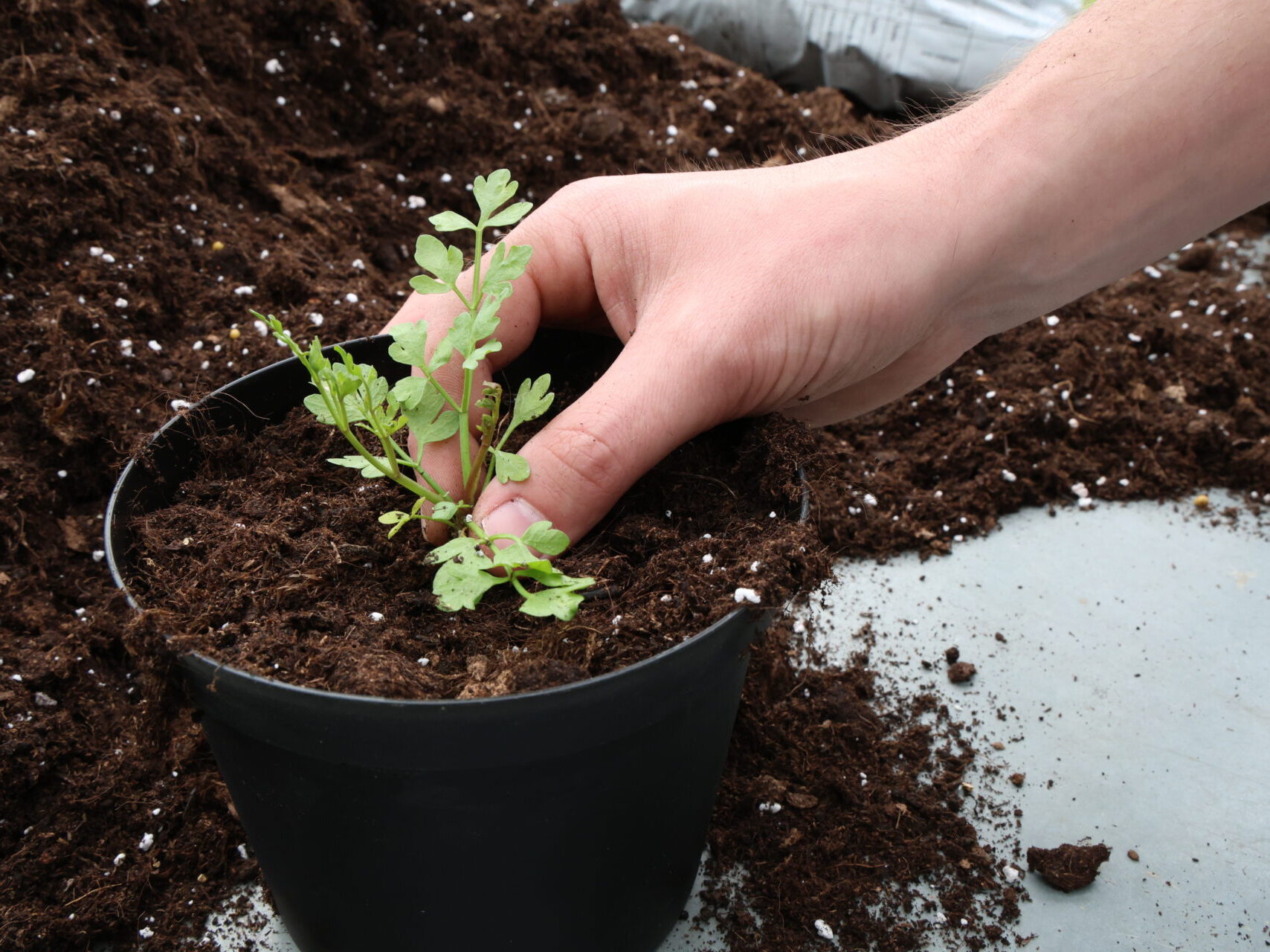Végétal Local fête ses 10 ans !
