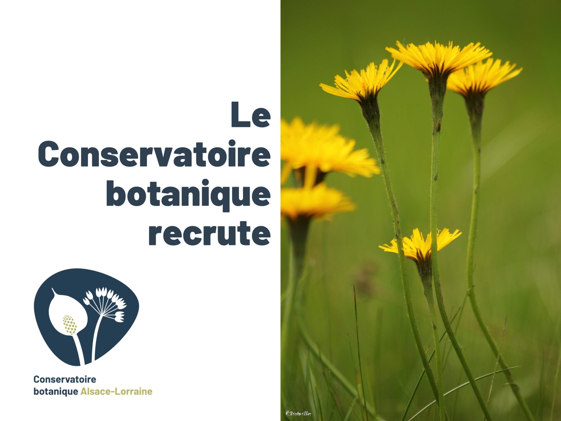 Le Conservatoire botanique Alsace-Lorraine recrute un·e responsable d’antenne Alsace !