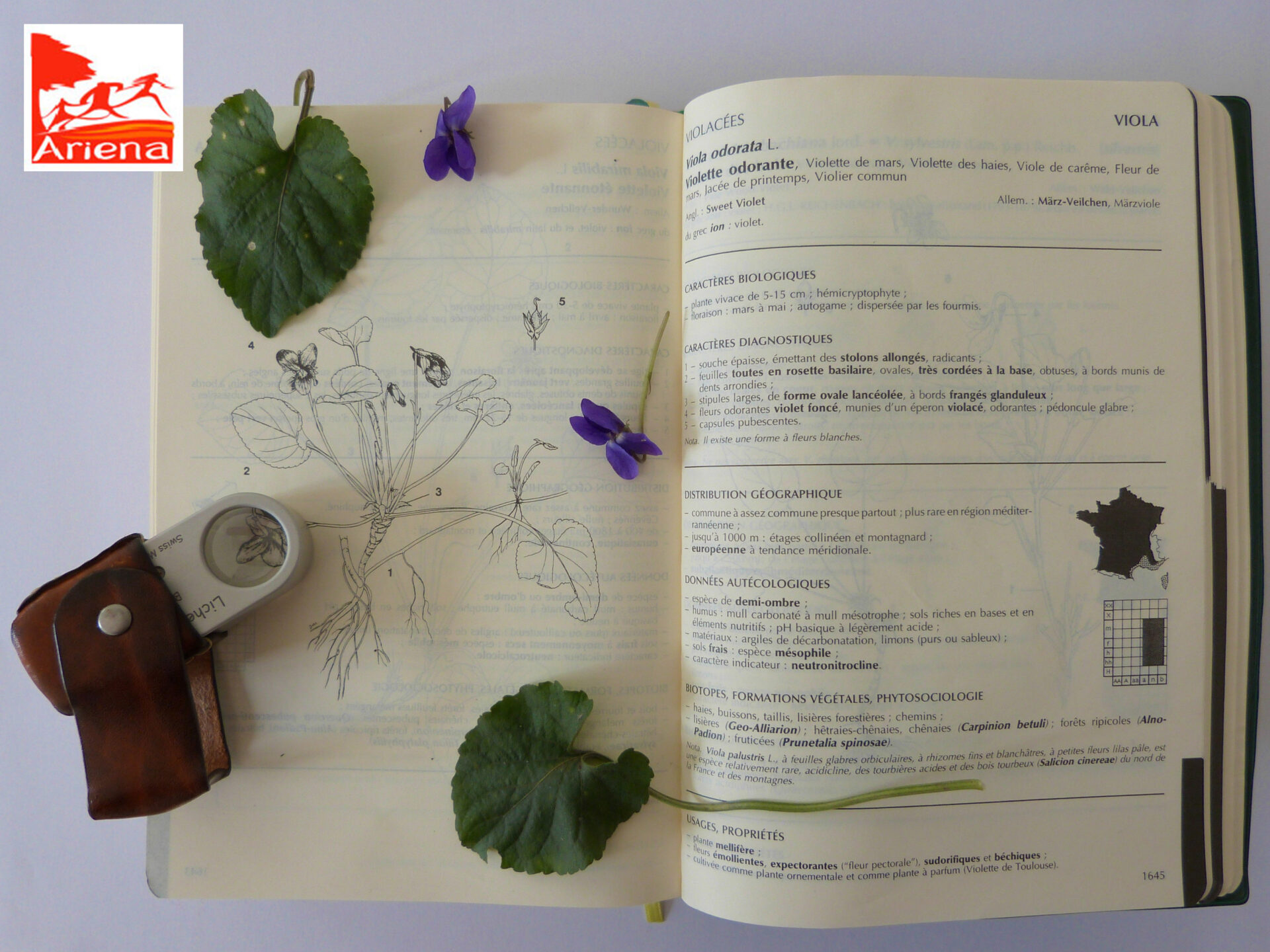 ATELIER : Les bases de la botanique