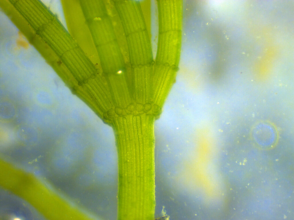 Gros plan sur la cortication de Chara globularis