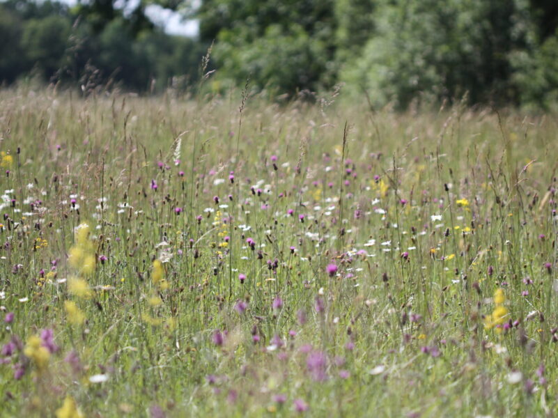 19 propositions en faveur des prairies naturelles