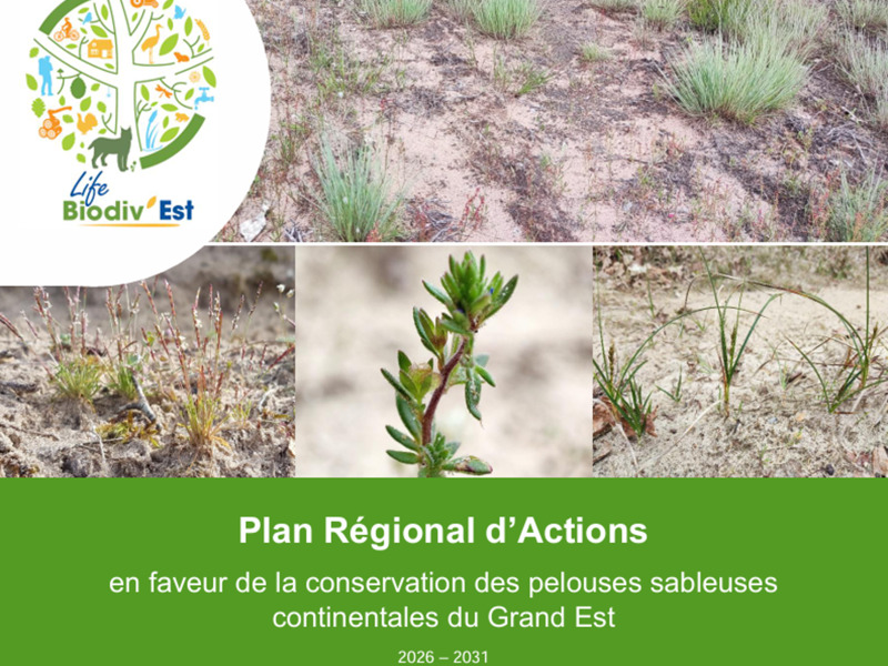 Pelouses sableuses continentales du Grand Est